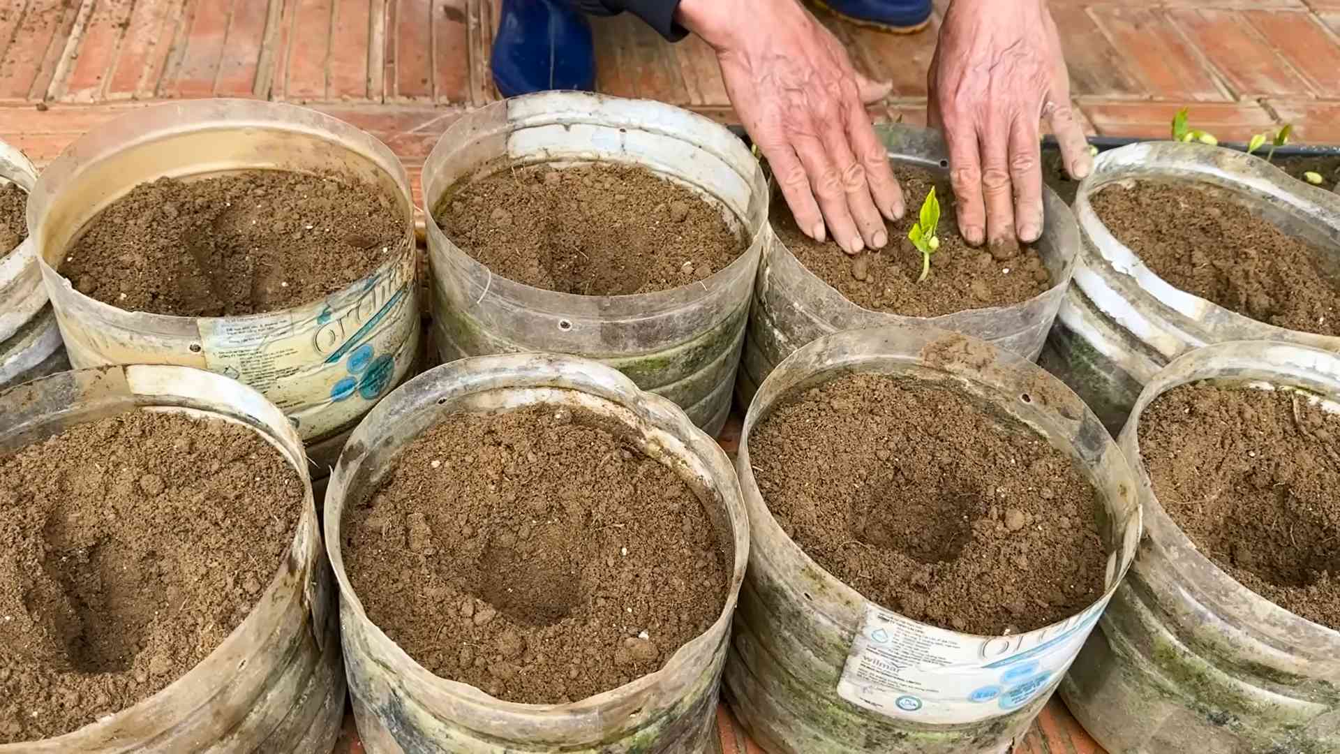 Vernachlässigte Bohnen Pflanzen Blüten