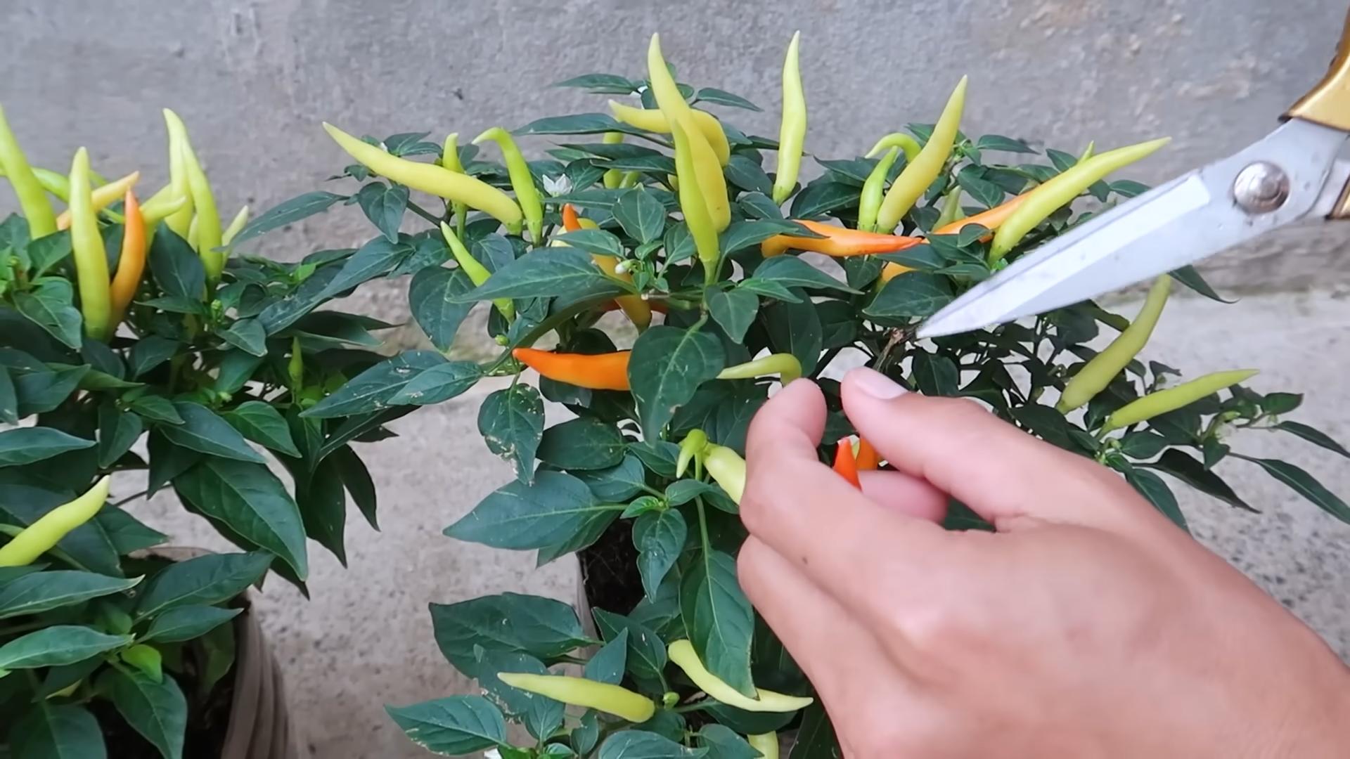 Paprika Anbau Plastikflaschen