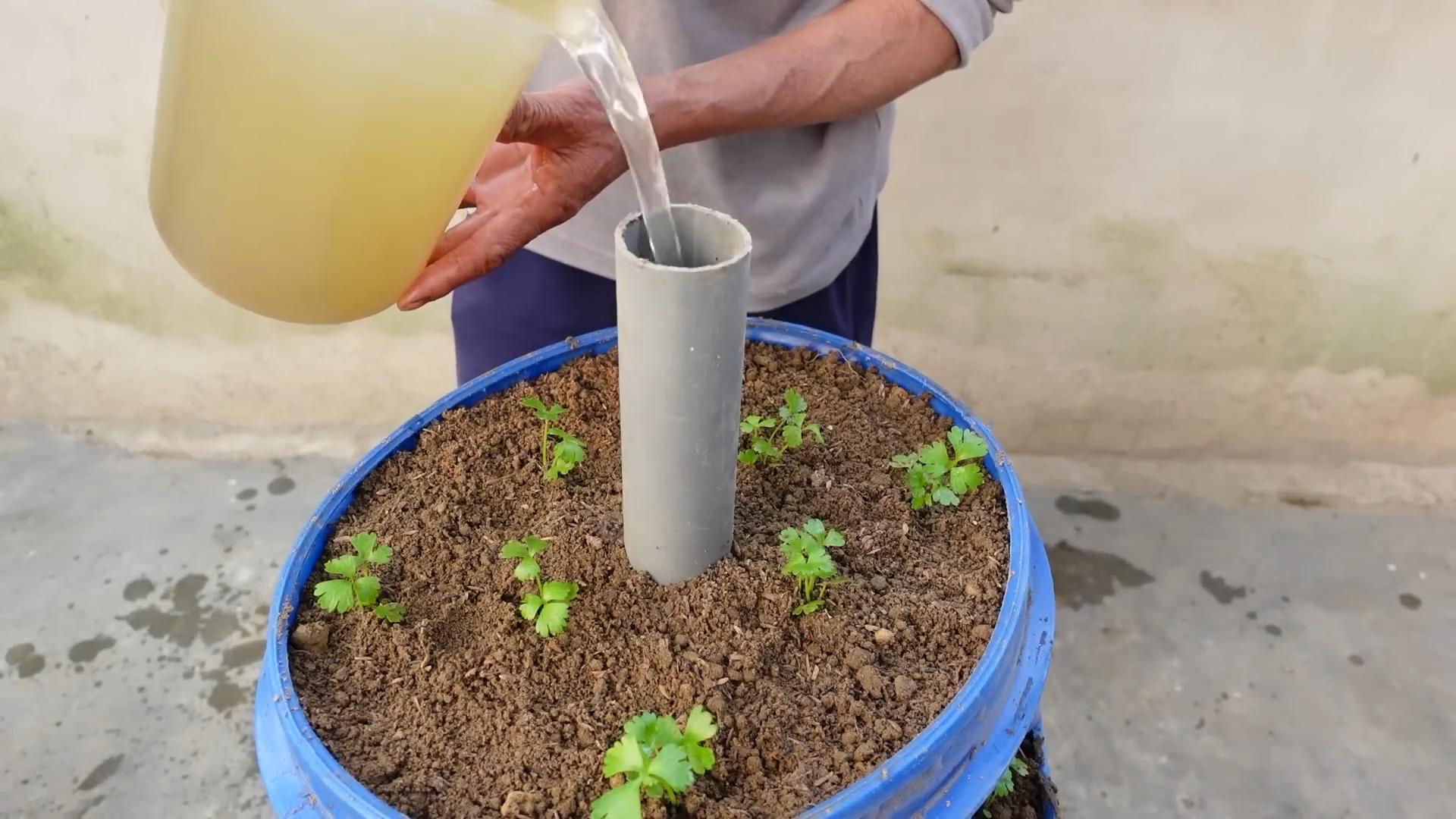 Sellerie einfach drinnen anbauen
