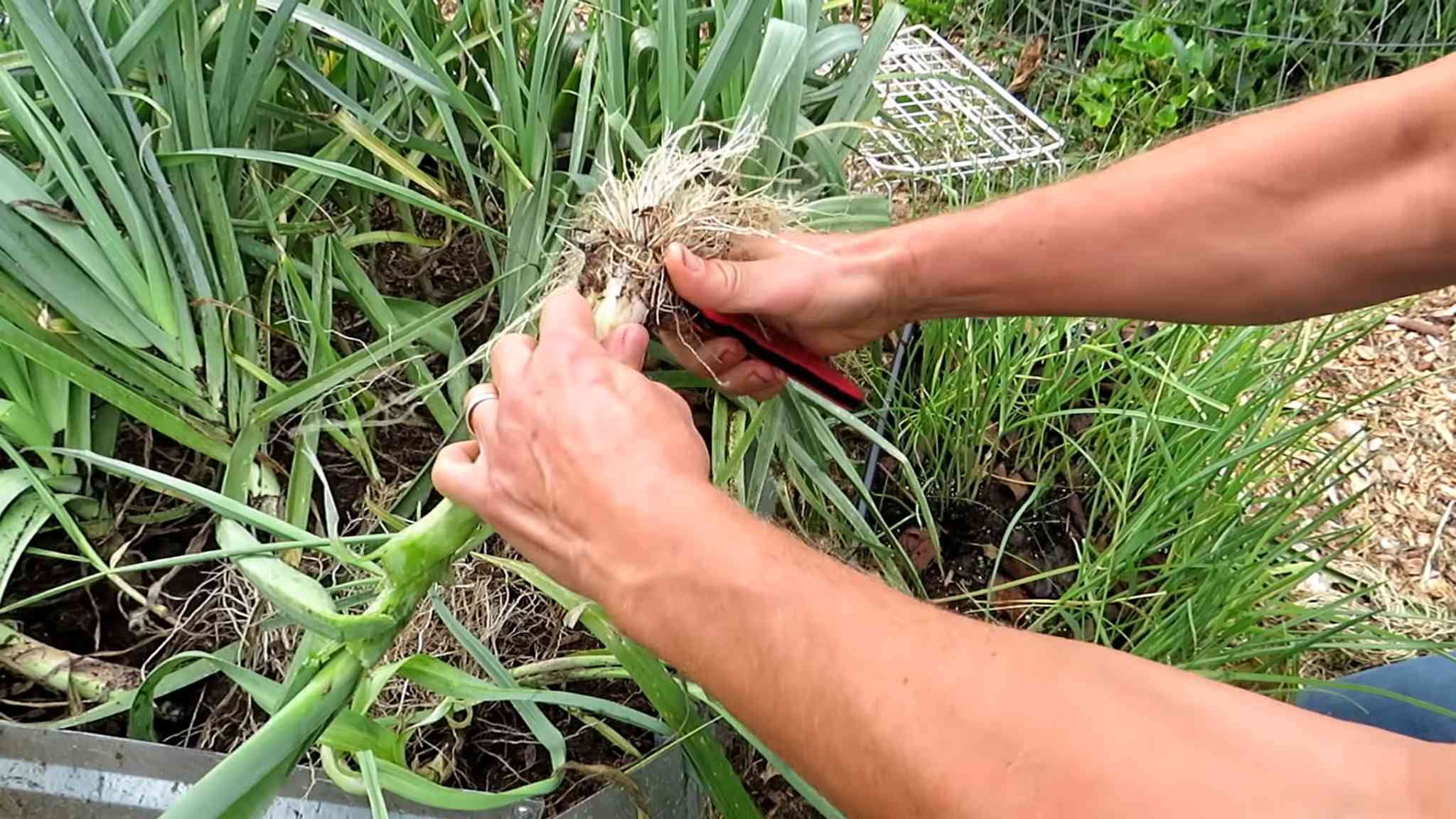 Lauch anbauen im Garten