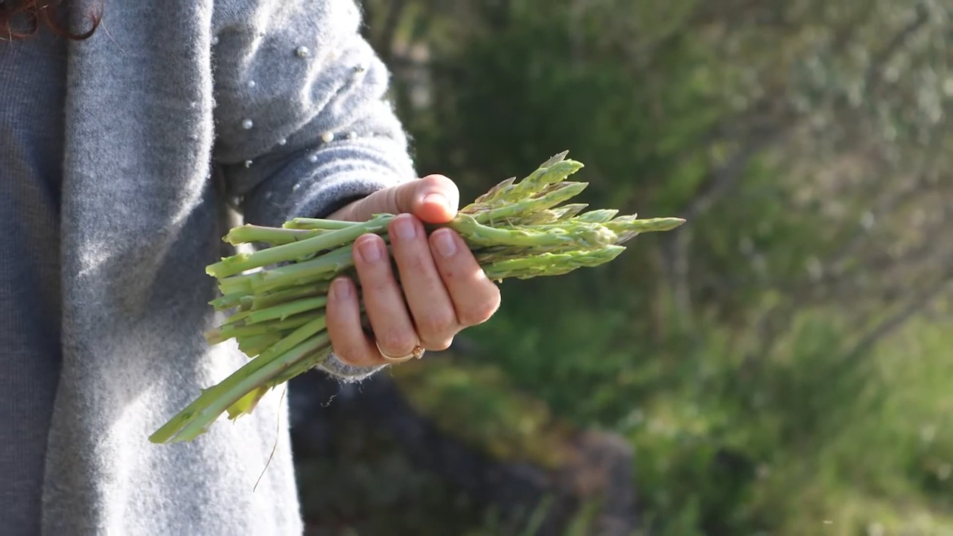Spargel anbauen im Garten