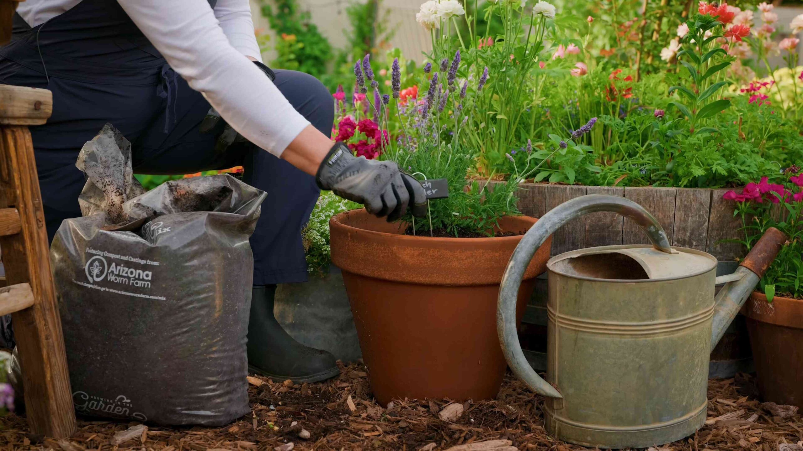 Lavendel Anbau Pflege Anleitung