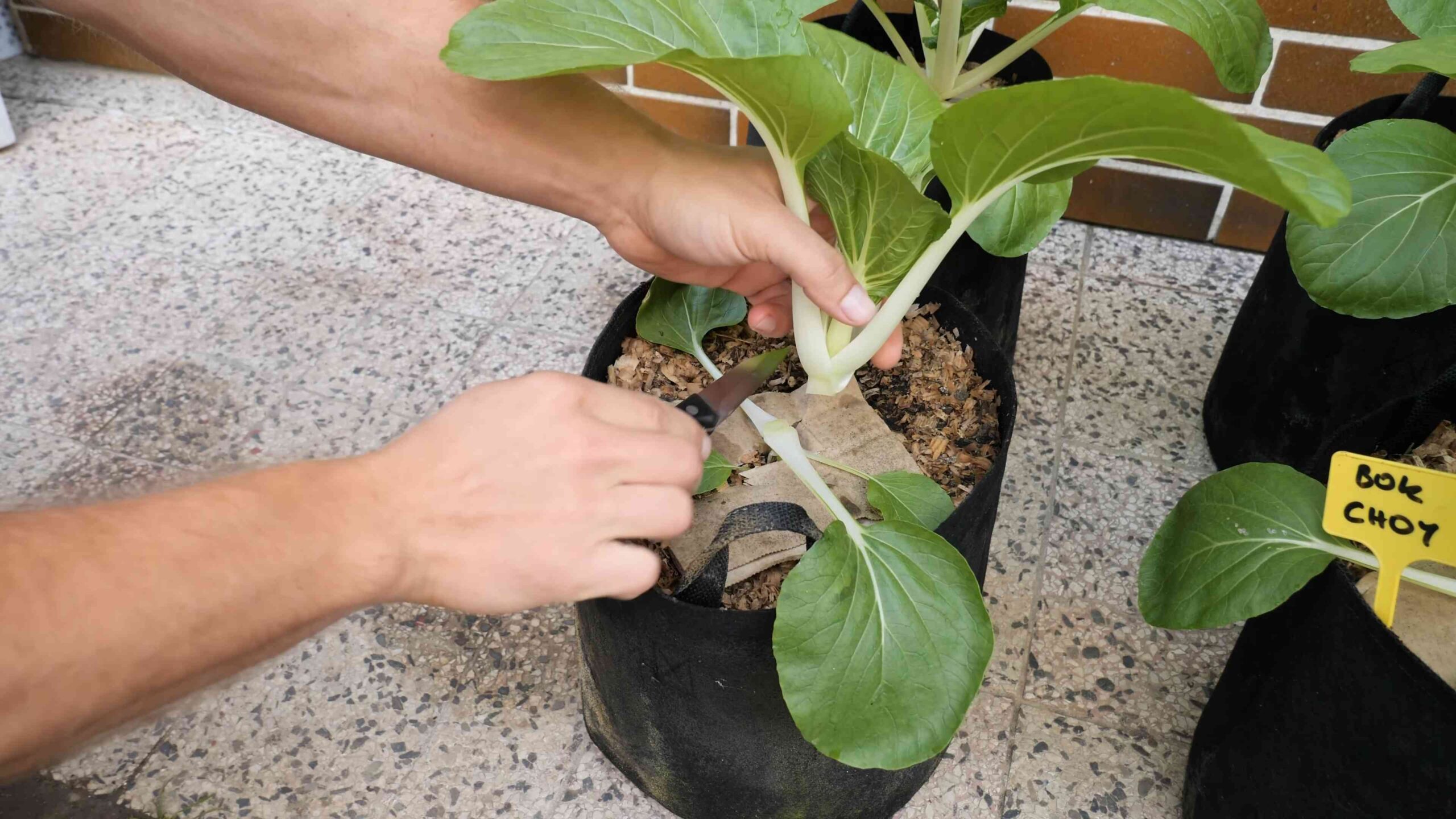 Bok Choy Anbauen Garten