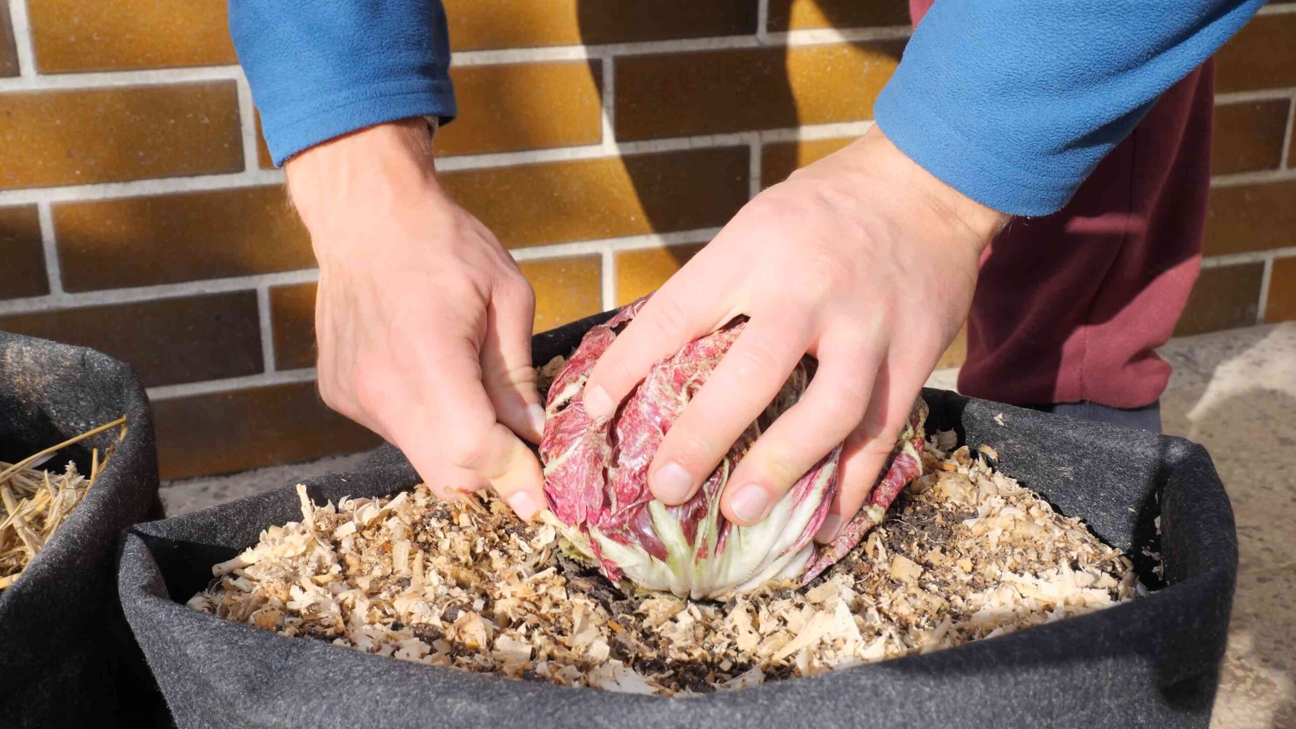 Radicchio Anbau Ernte Genuss