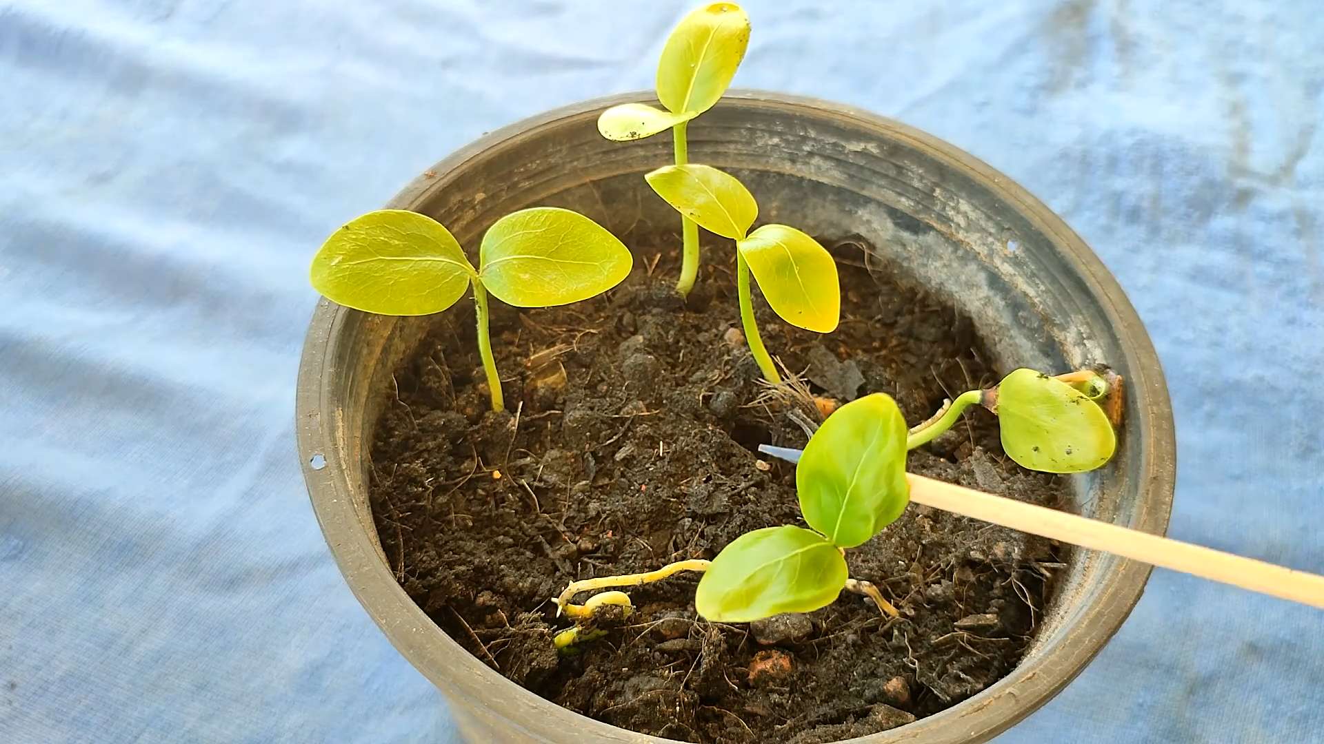 Sapodilla Baum selber ziehen