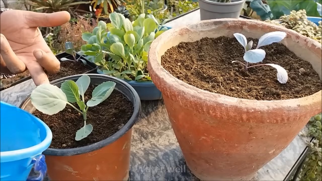 Blumenkohl Anbau für Anfänger