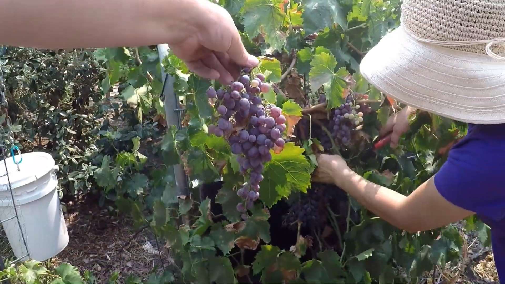 Weinrebe selber ziehen