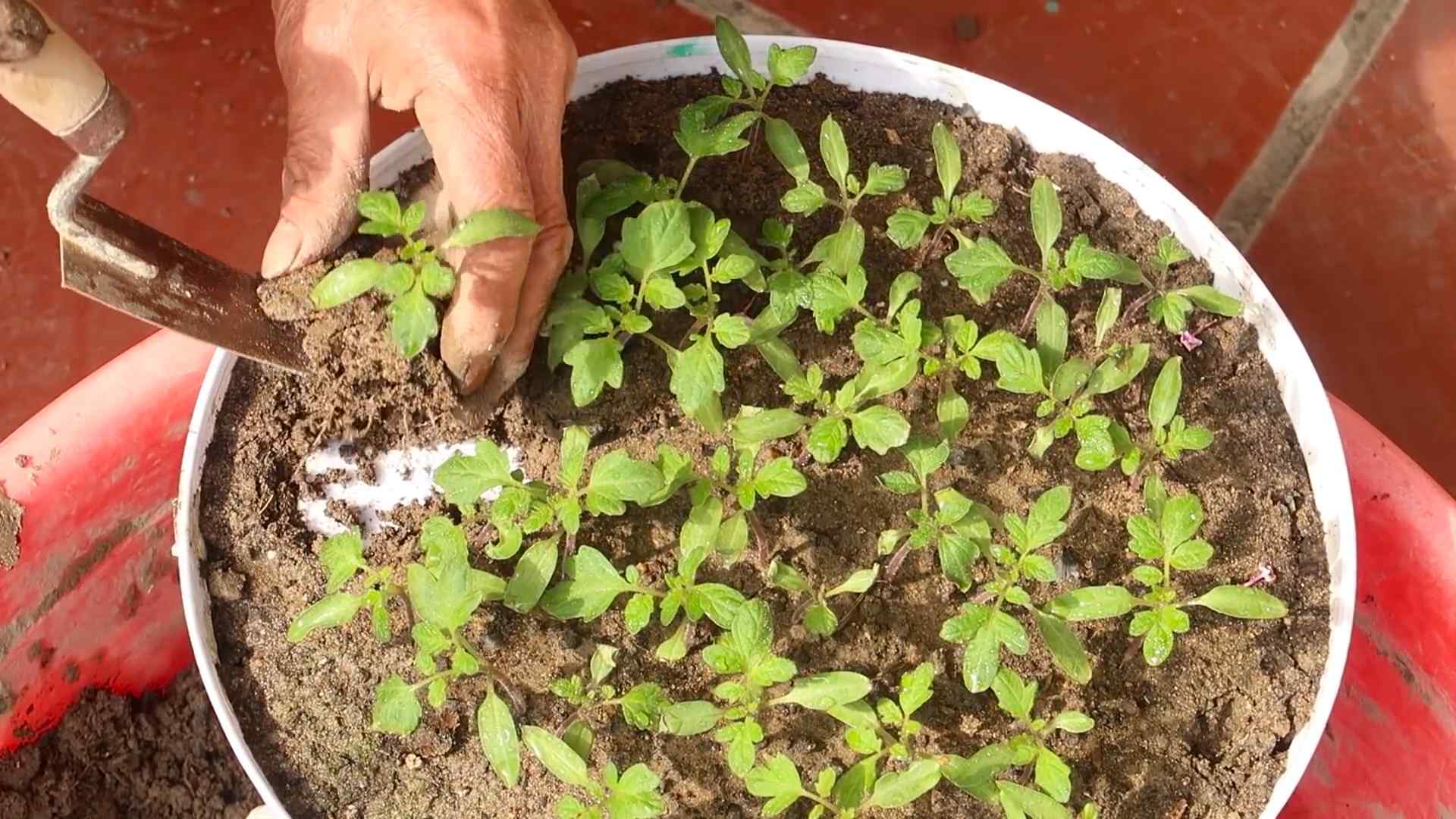 Tomaten selbst anbauen