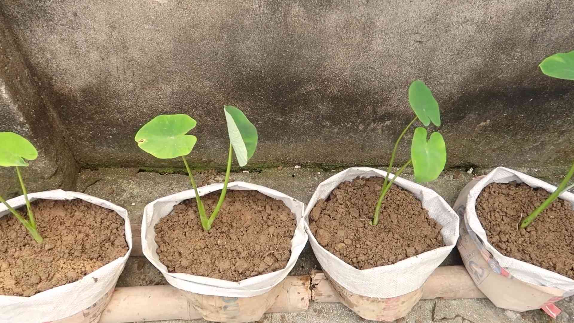 Alocasia Odora selber ziehen