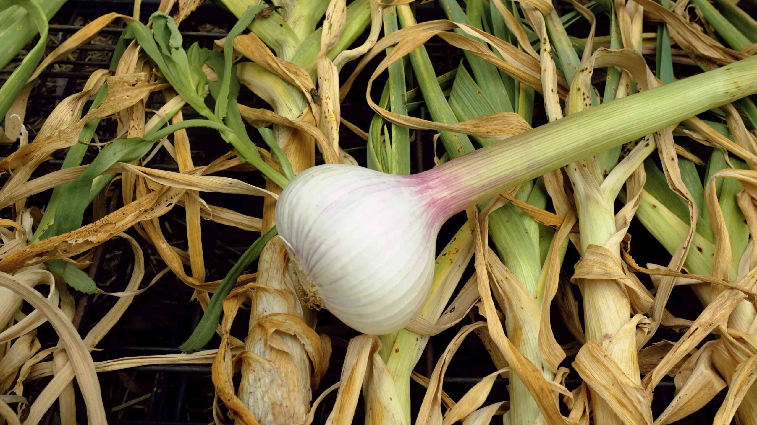 Knoblauch anbauen einfach selbst gemacht