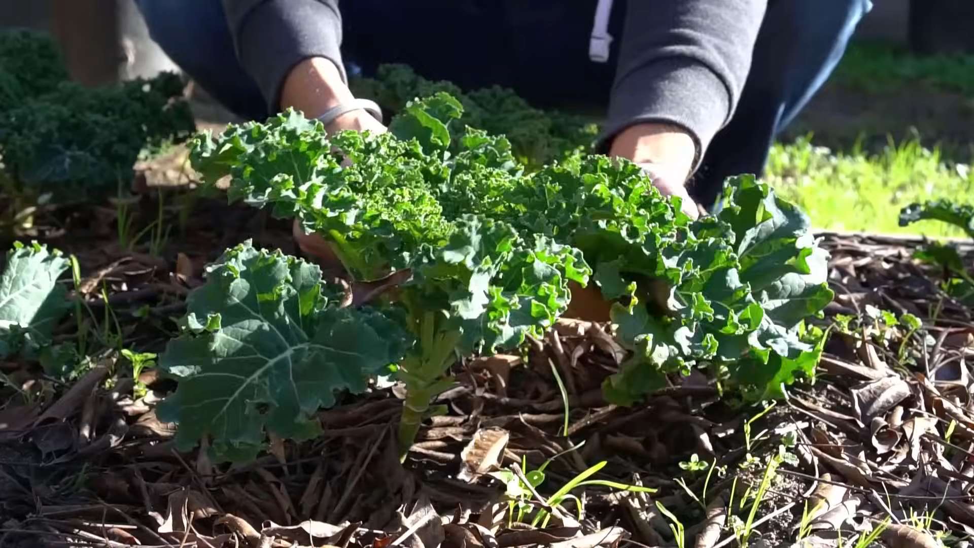 Kale Anbau Anleitung