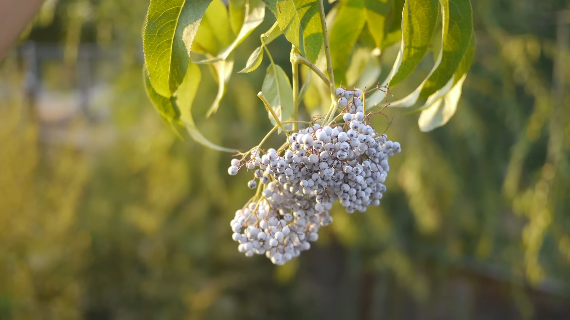 Holunderbeeren anbauen Garten