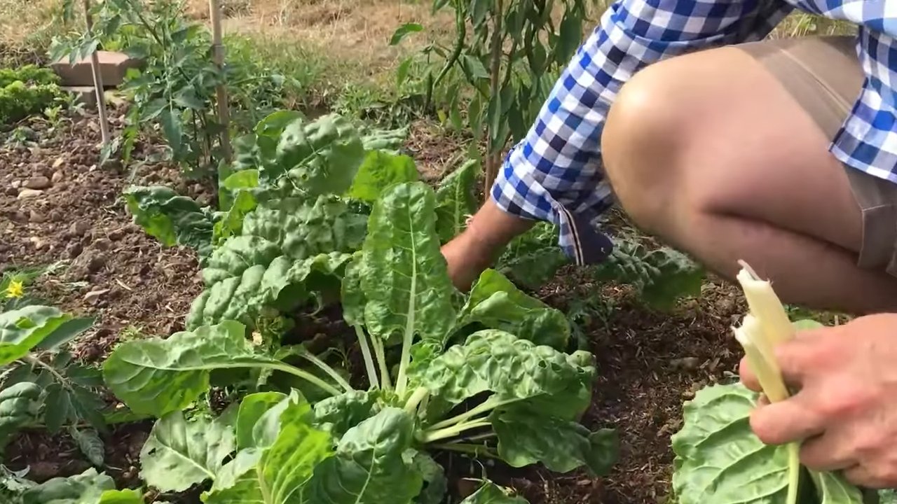 Gartenkohl Anbau zu Hause