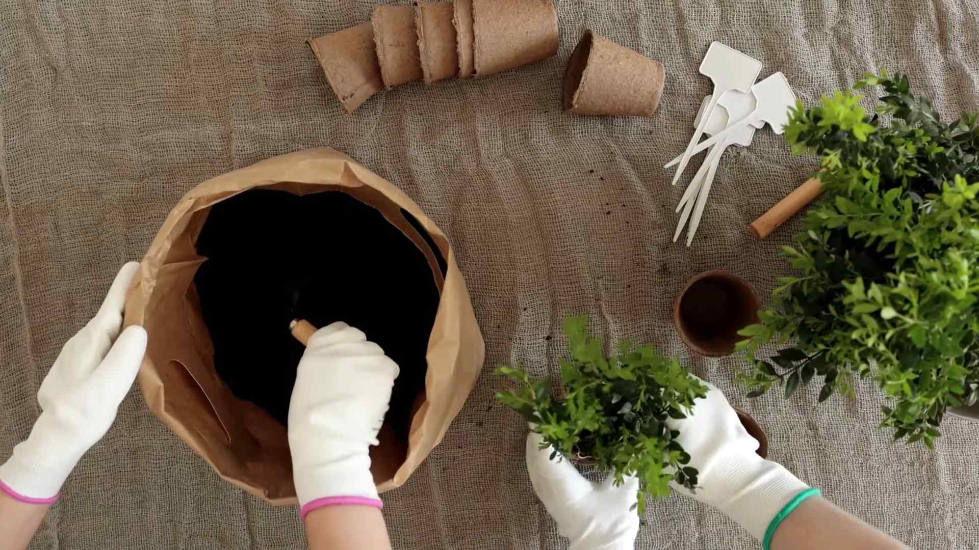 Minze Anbauen für Anfänger