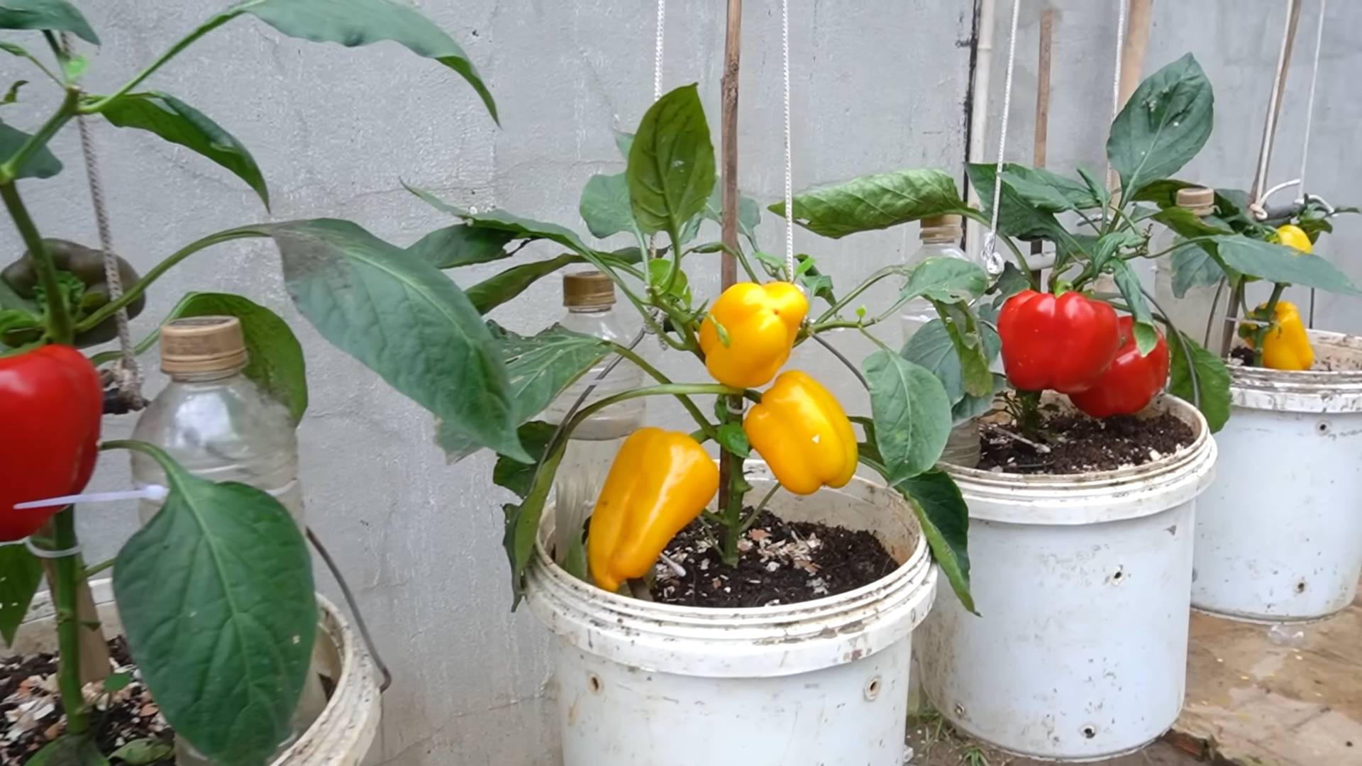 Paprika anbauen zu Hause