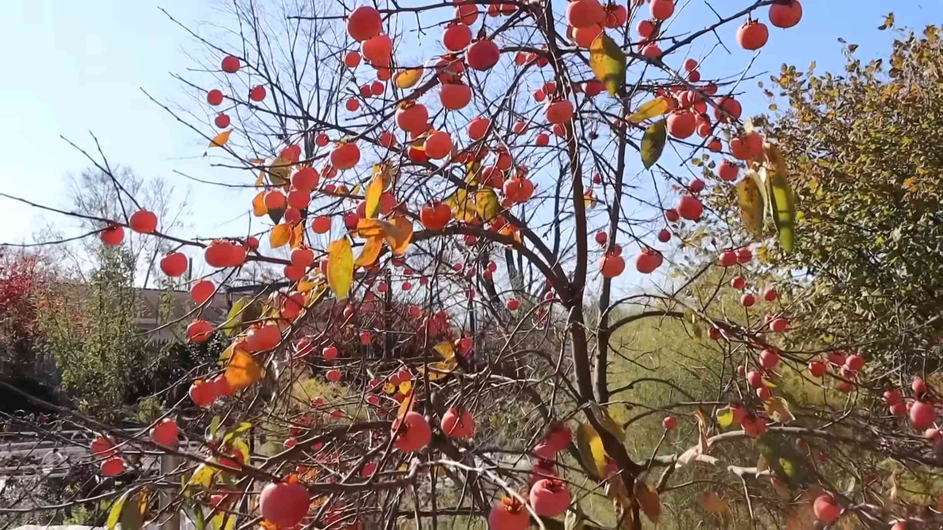 Kaki Anbau im eigenen Garten