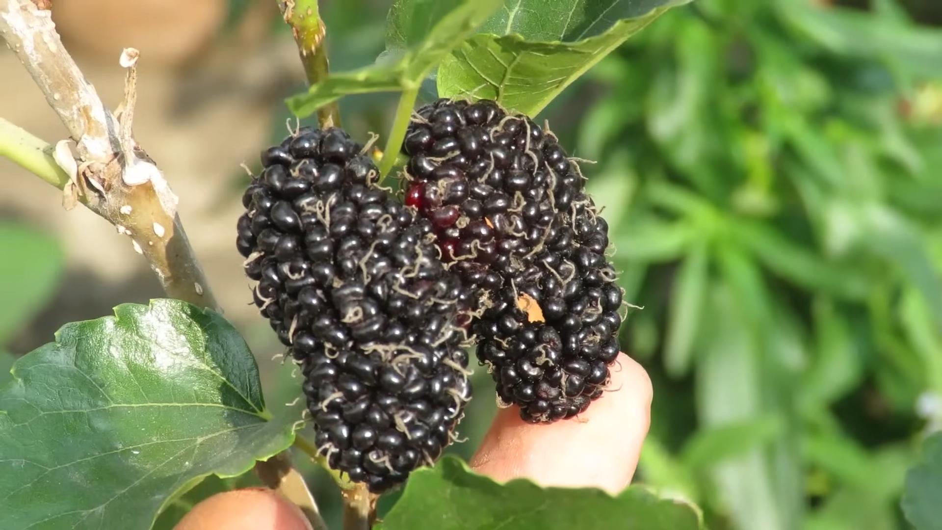 Maulbeeren im eigenen Garten anbauen