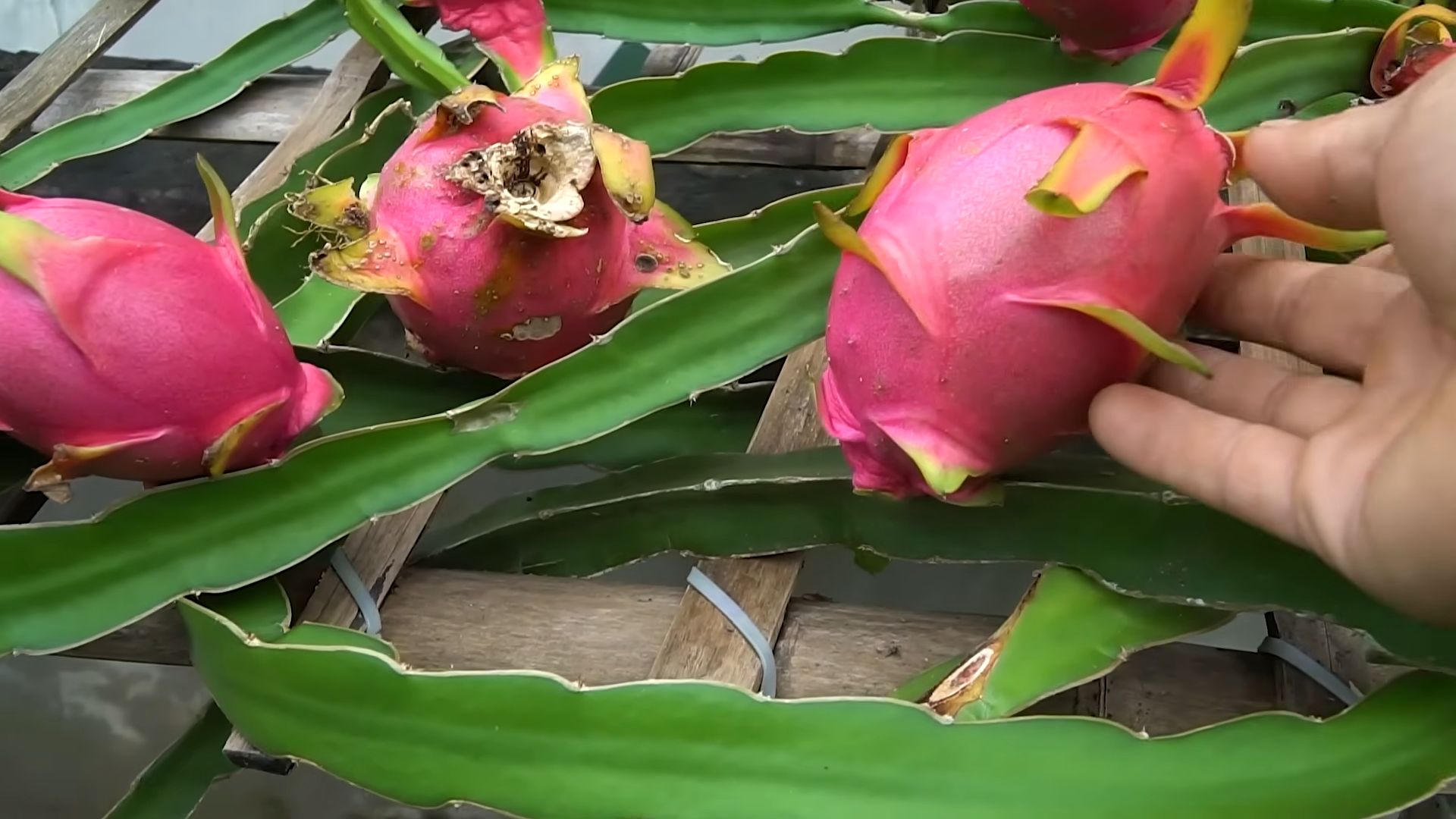 Drachenfrucht anbauen: Schritt für Schritt