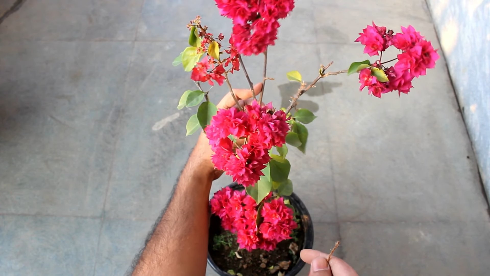 Bougainvillea drinnen ziehen