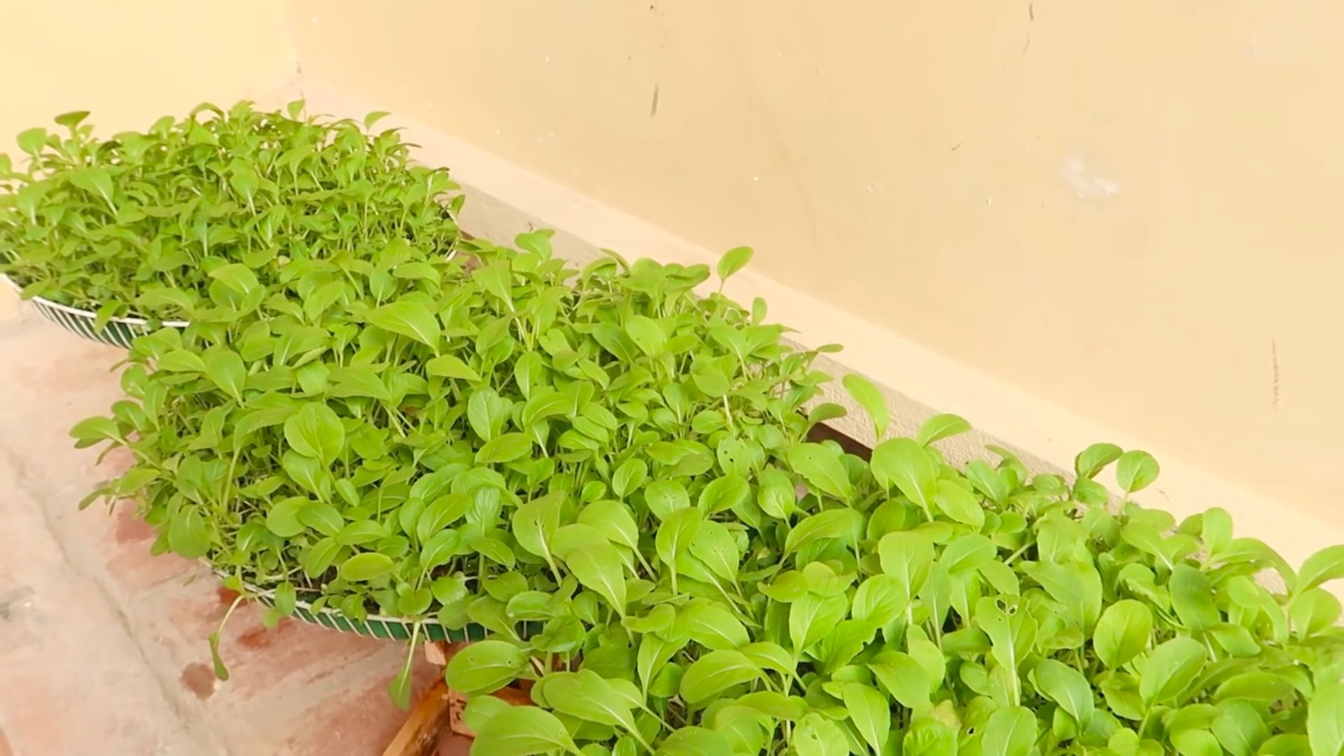Bok Choy Anbau im Ventilatorgitter