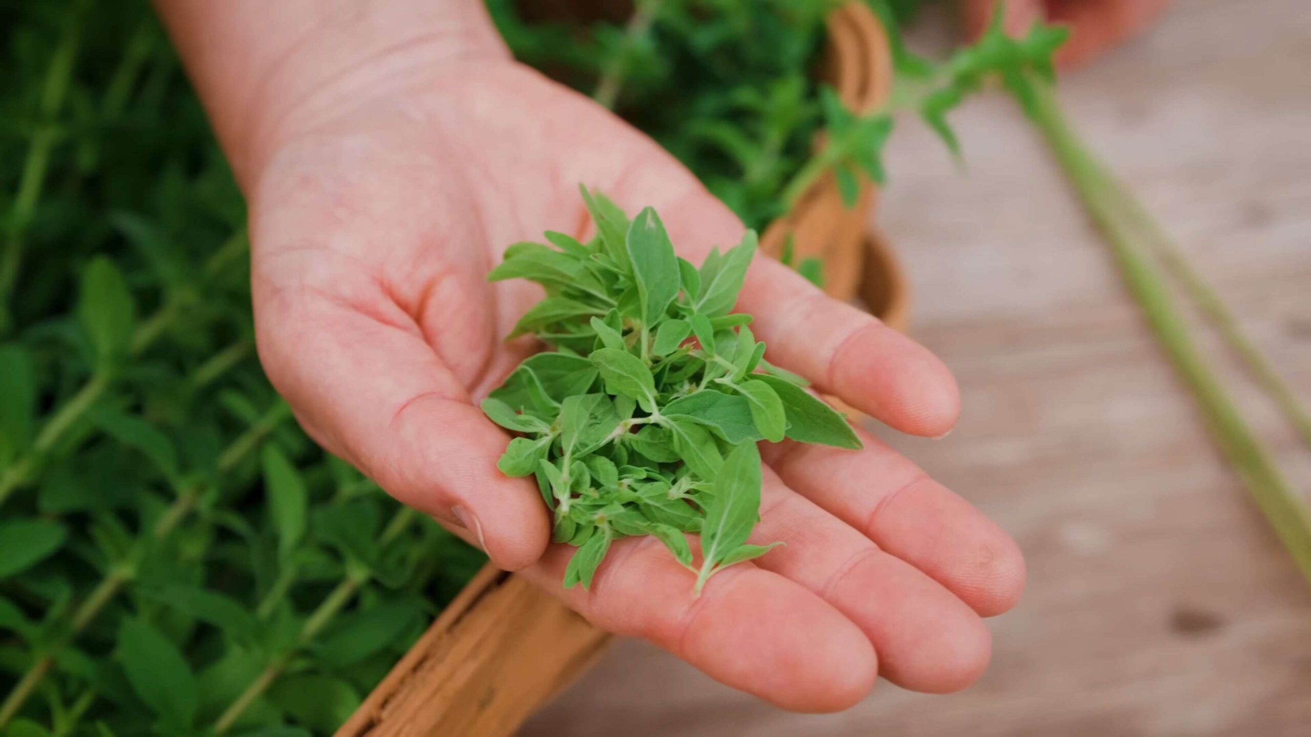Oregano Anbauen Zuhause