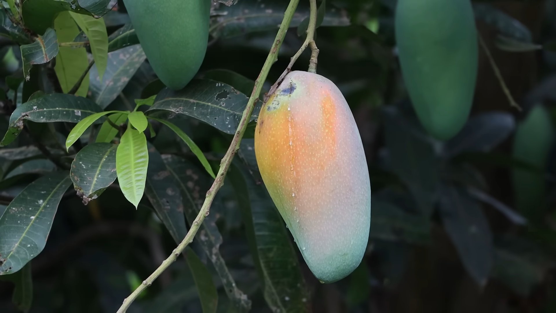 Mango Bäume pflanzen
