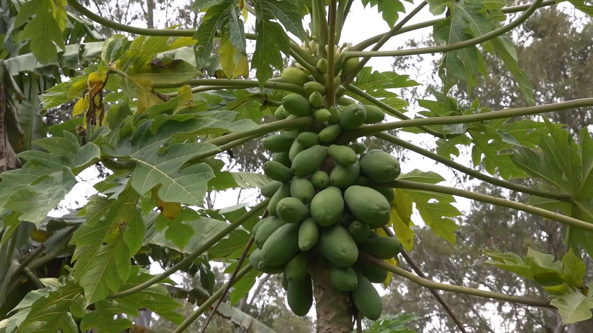 Papayabaum im Garten anbauen