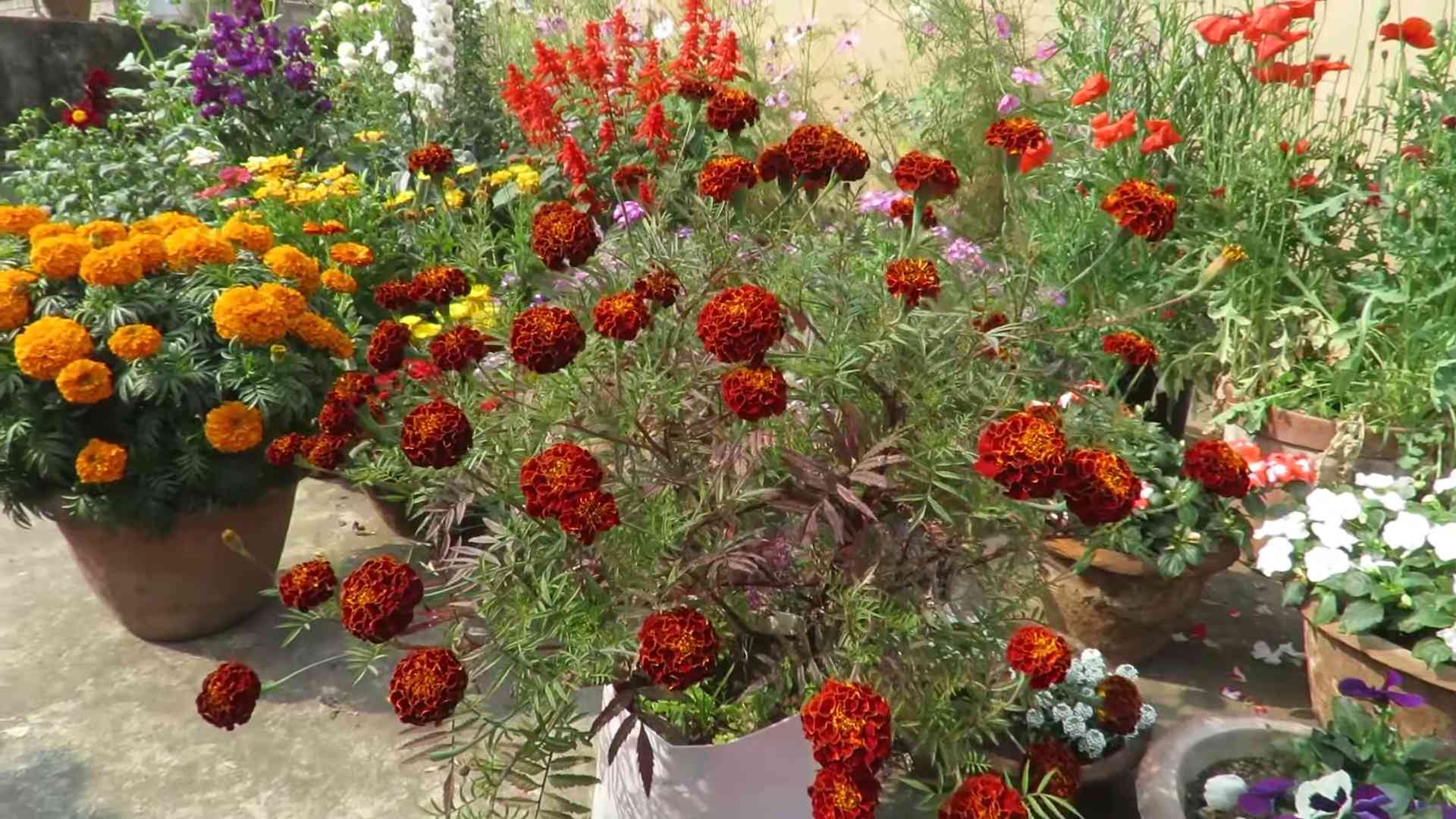 Ringelblumen anbauen