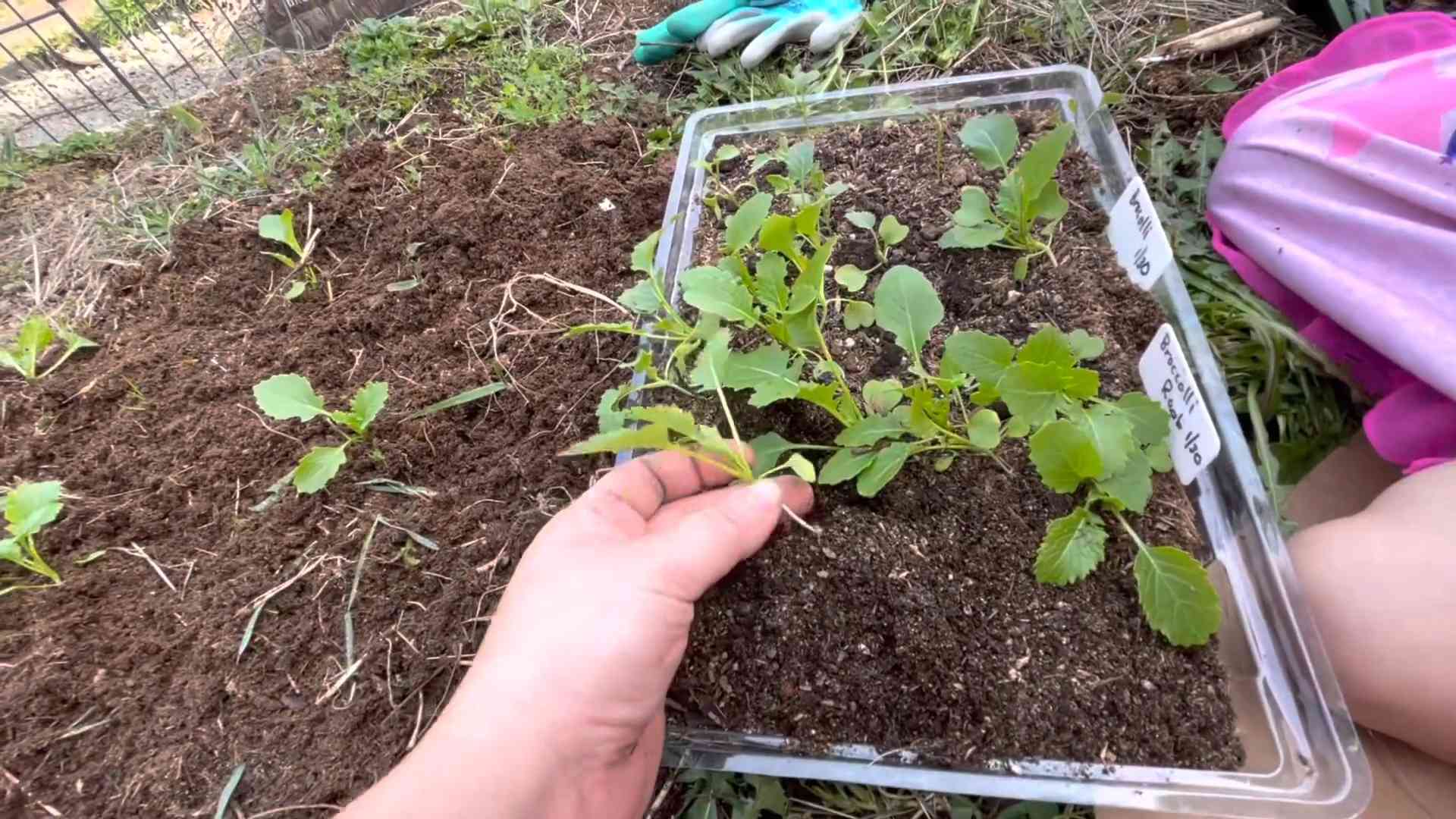 Brokkoli Rabe anbauen