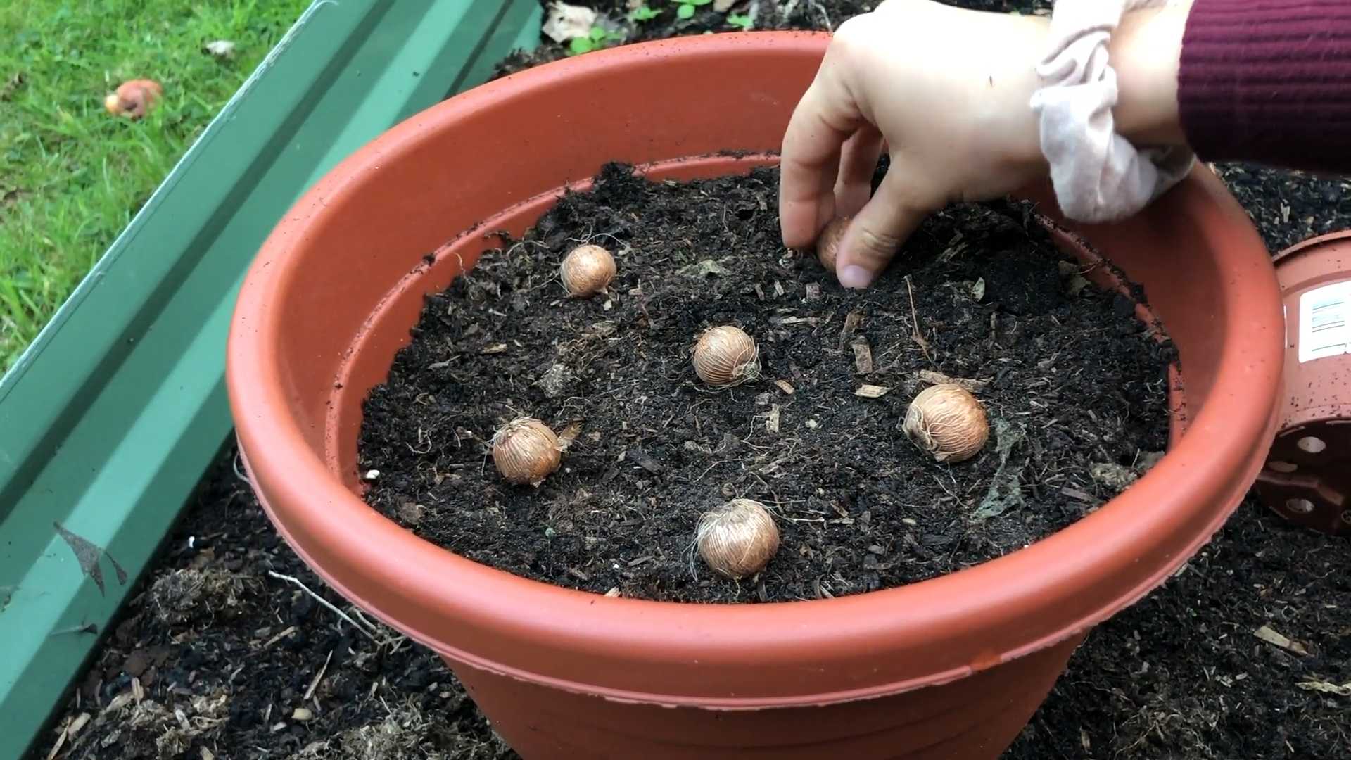 Narzissen pflanzen im Garten