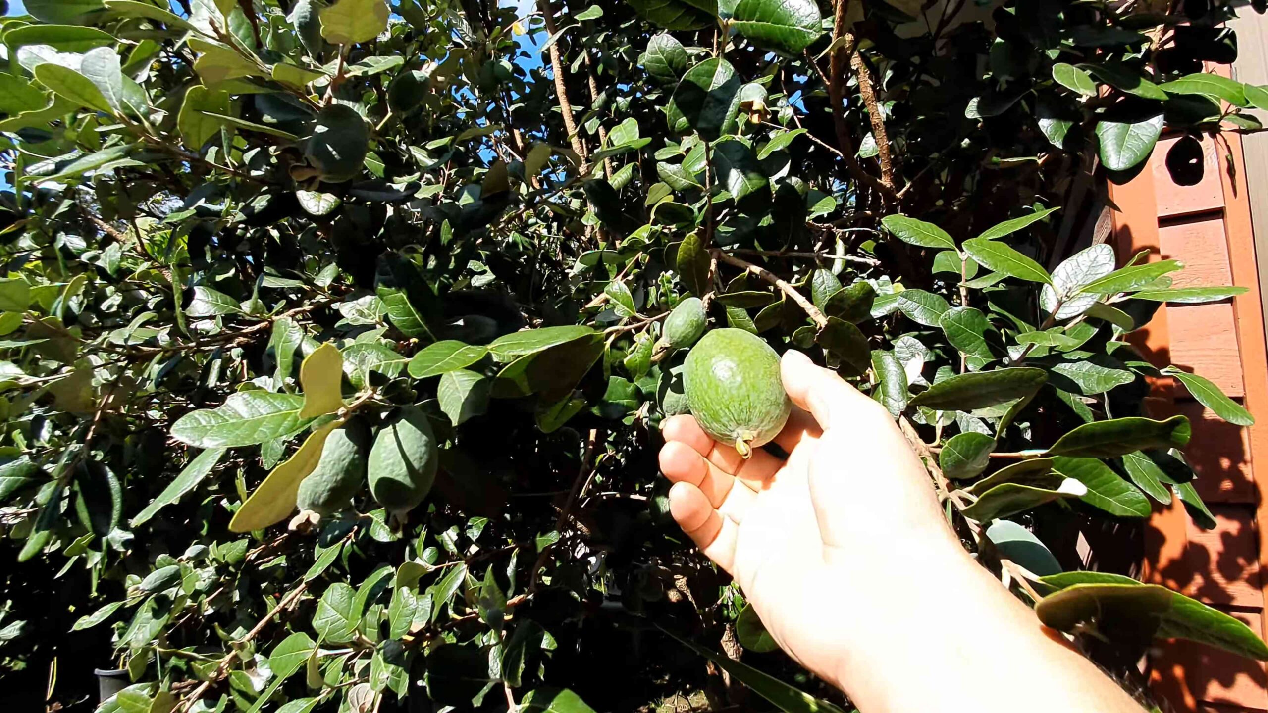Ananas Guave Anbau