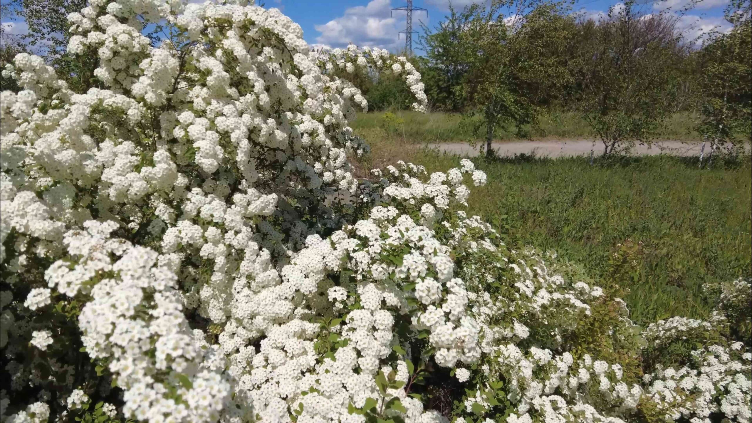 Gartenmangold anbauen