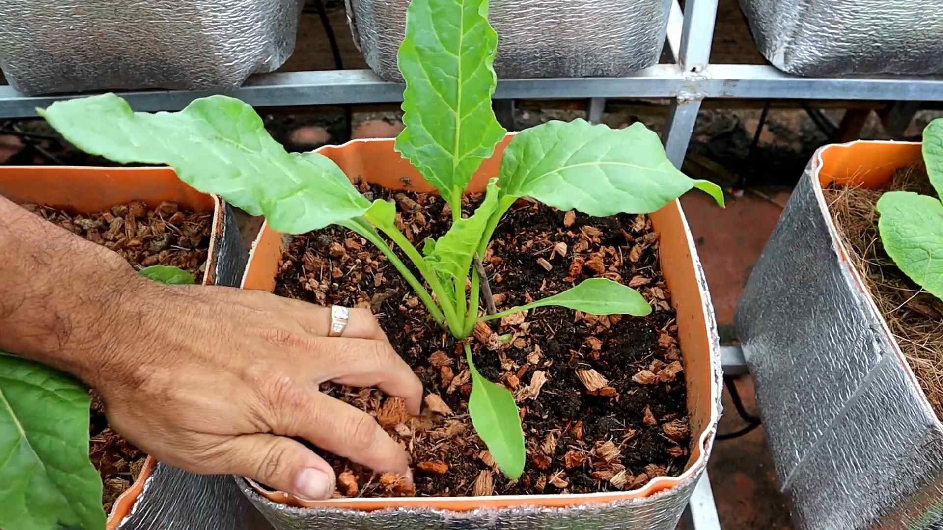 Mangold anbauen leicht gemacht