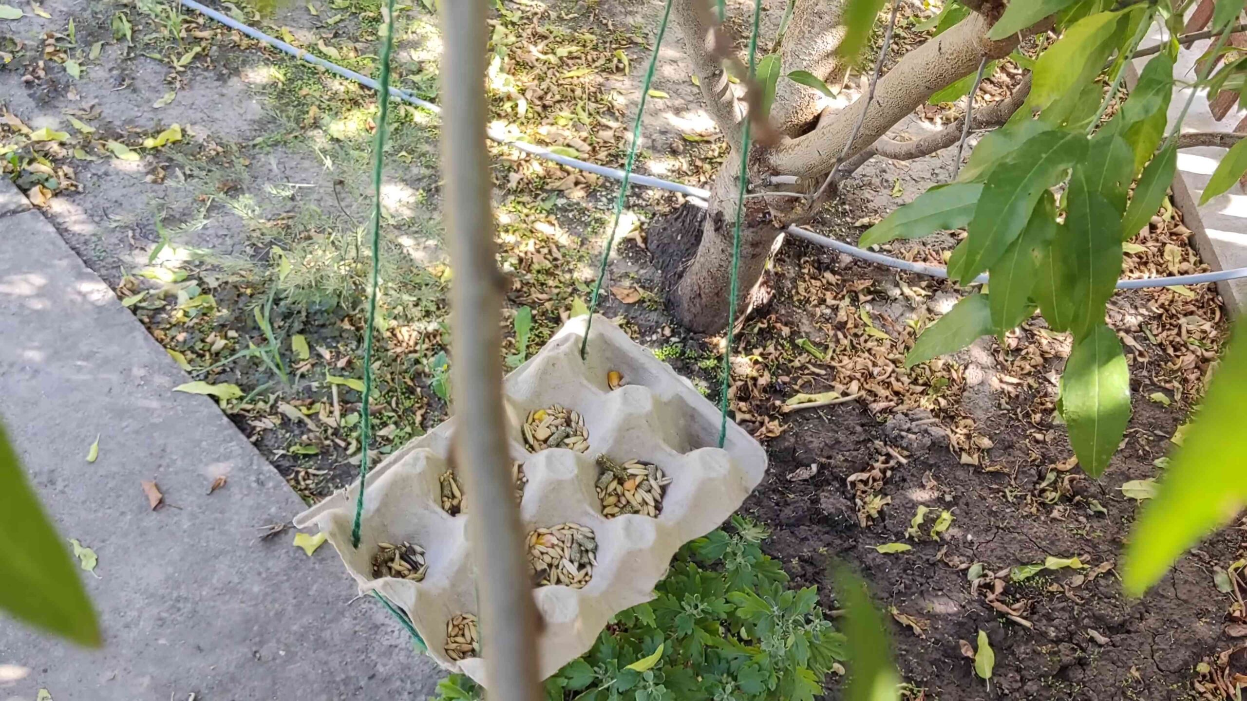 Eierkarton Vogelfutter DIY