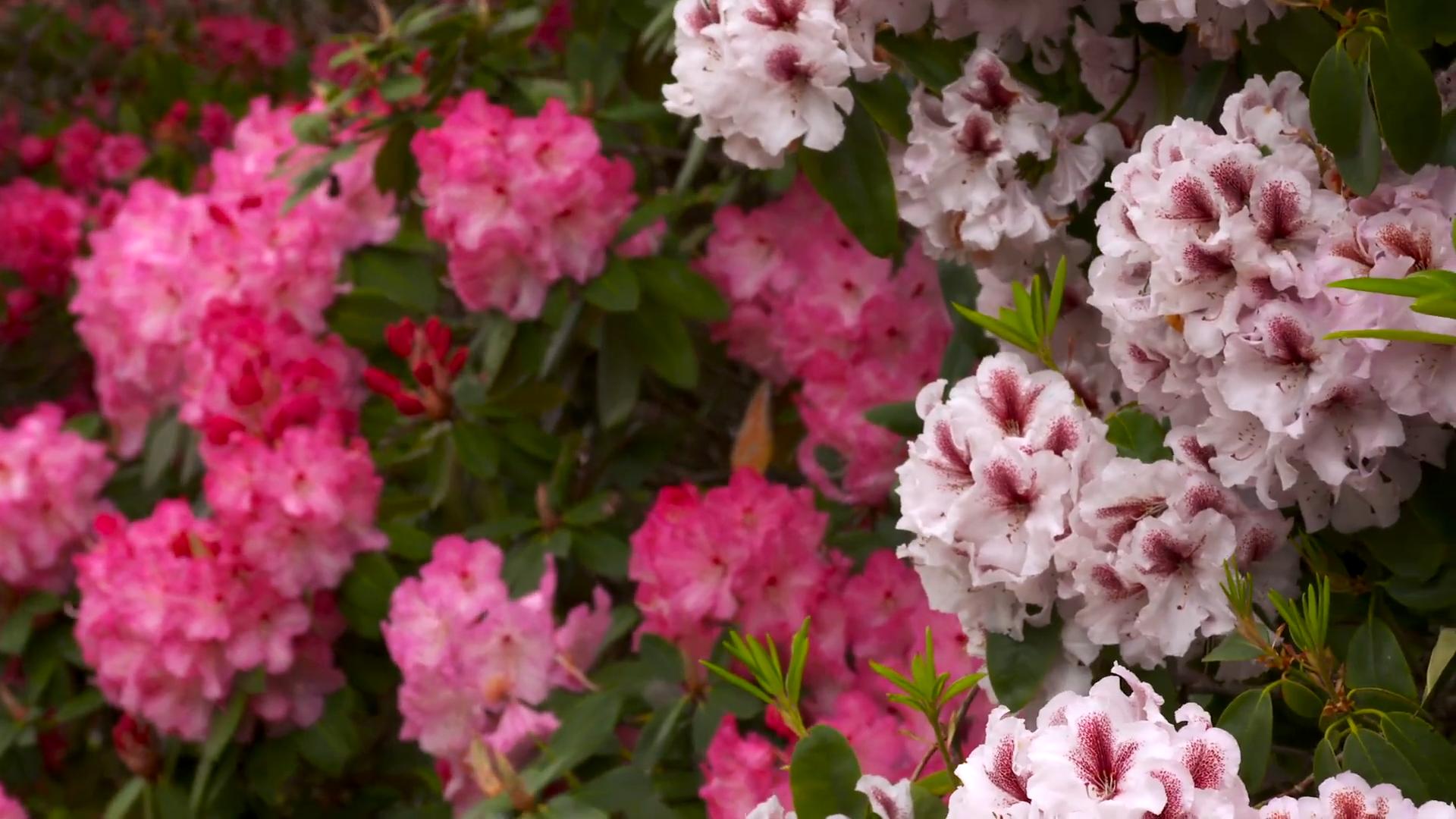 Rhododendren richtig pflegen