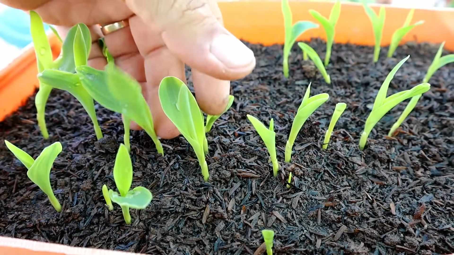 Süßmais anbauen Tipps